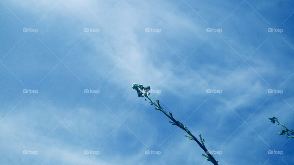 the most beautiful plants