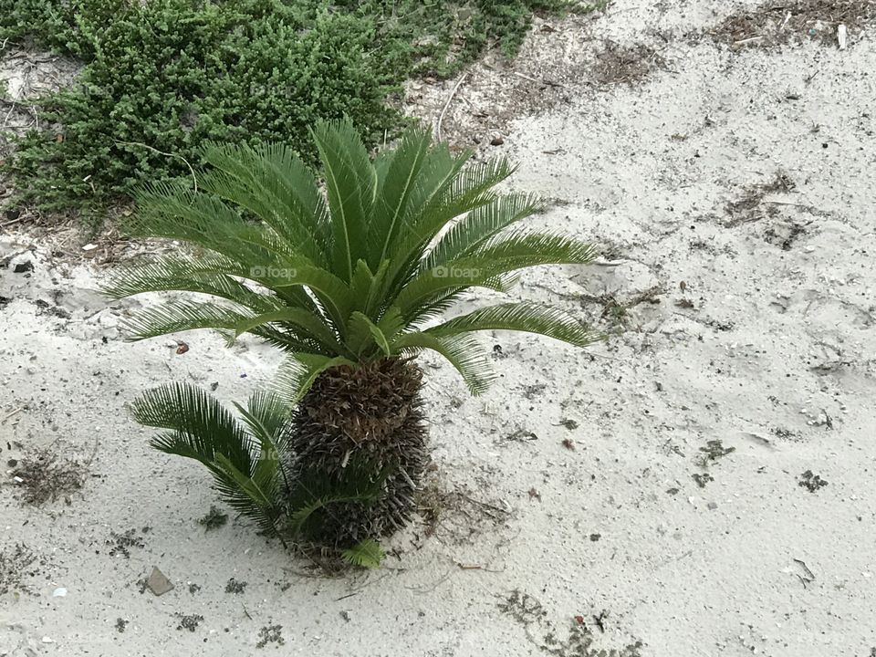 Tropical plant 