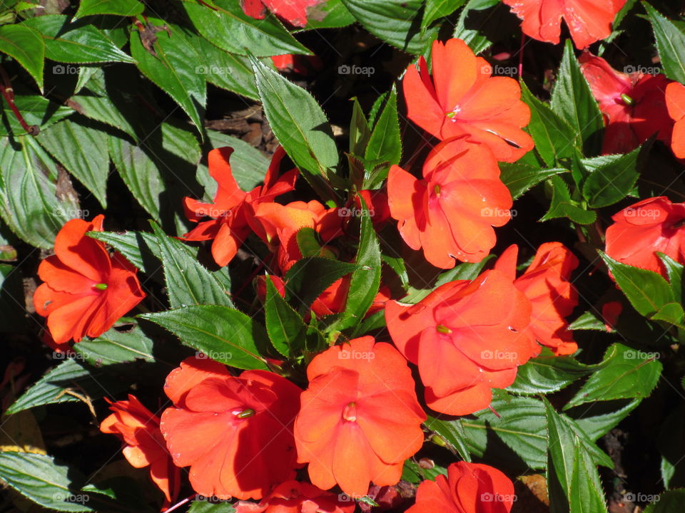 Flowers orange