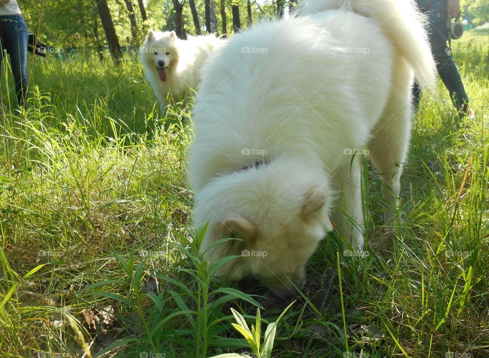 Grass, Nature, Animal, Dog, Cute