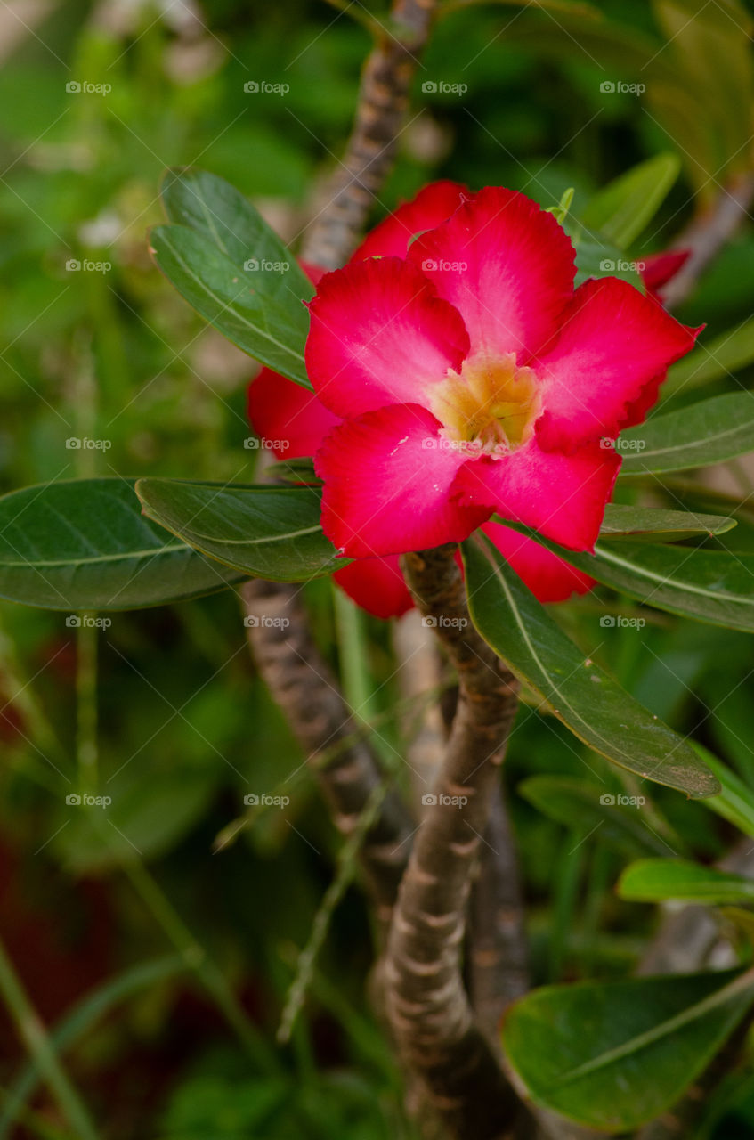 desert Rose