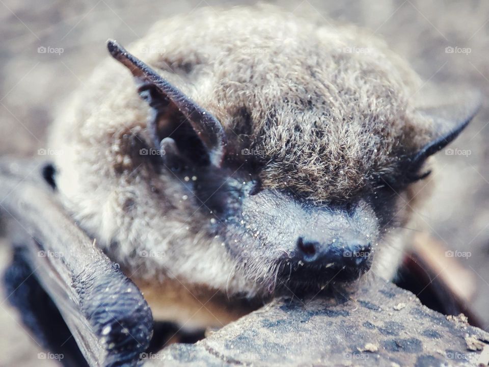 Nathusius's pipistrelle, Animal
