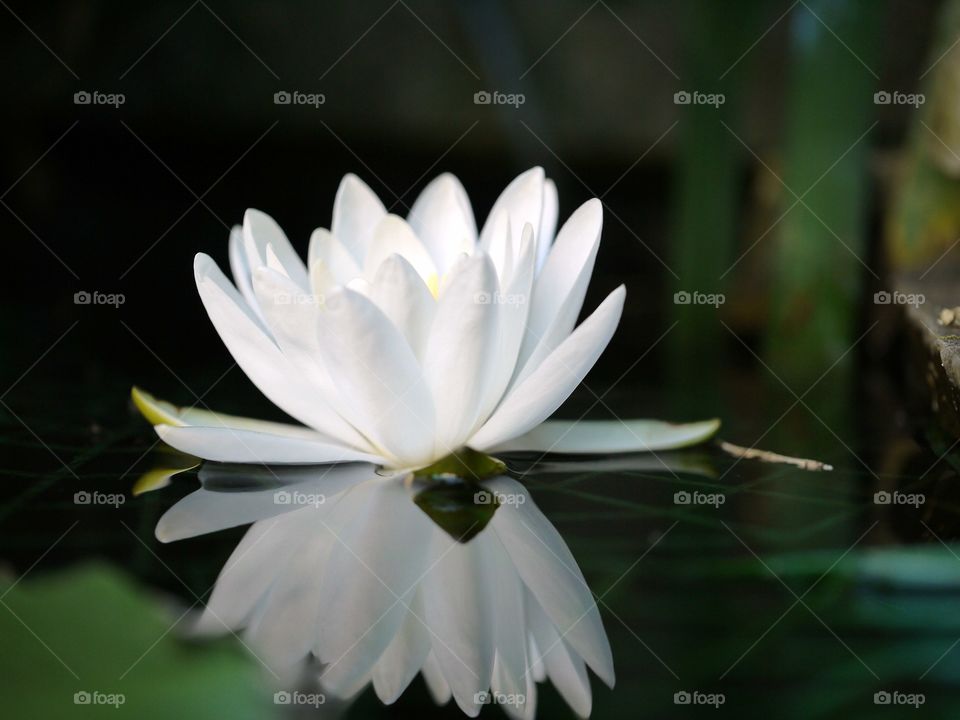 water flower