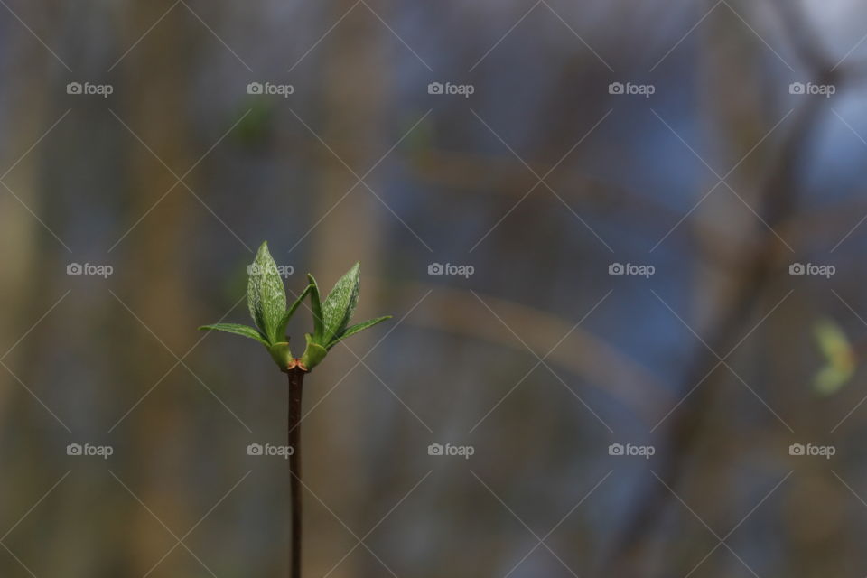 🌿 Thin Twig with the First Green Leaves in the Spring Forest
💚 Beautiful Natural Wallpaper or Background