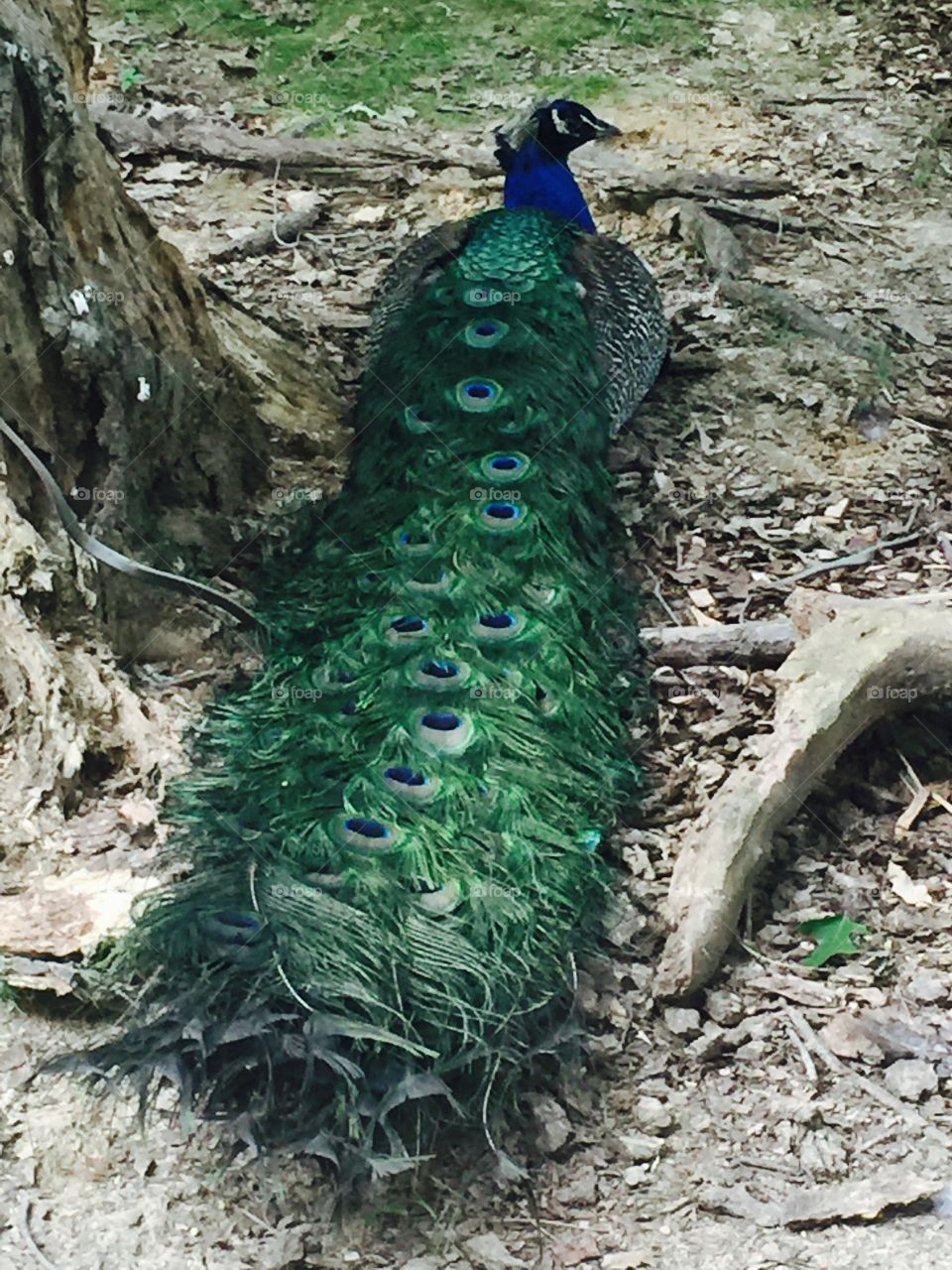 Pretty peacock feathers 