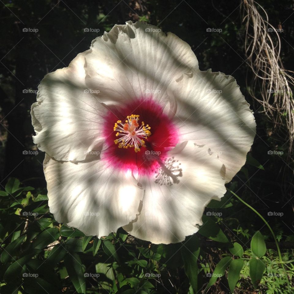 Hibiscus flower 