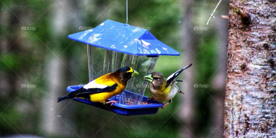 Morning grosbeaks arguing over seeds at the bird feeder.