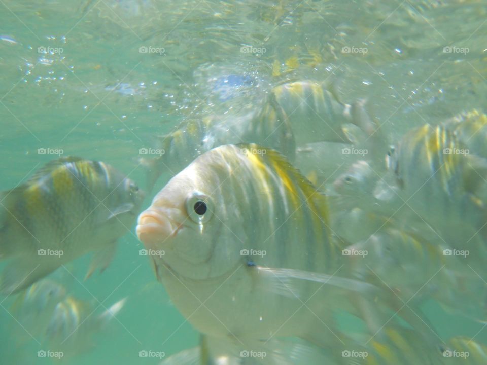 Fish Swimming