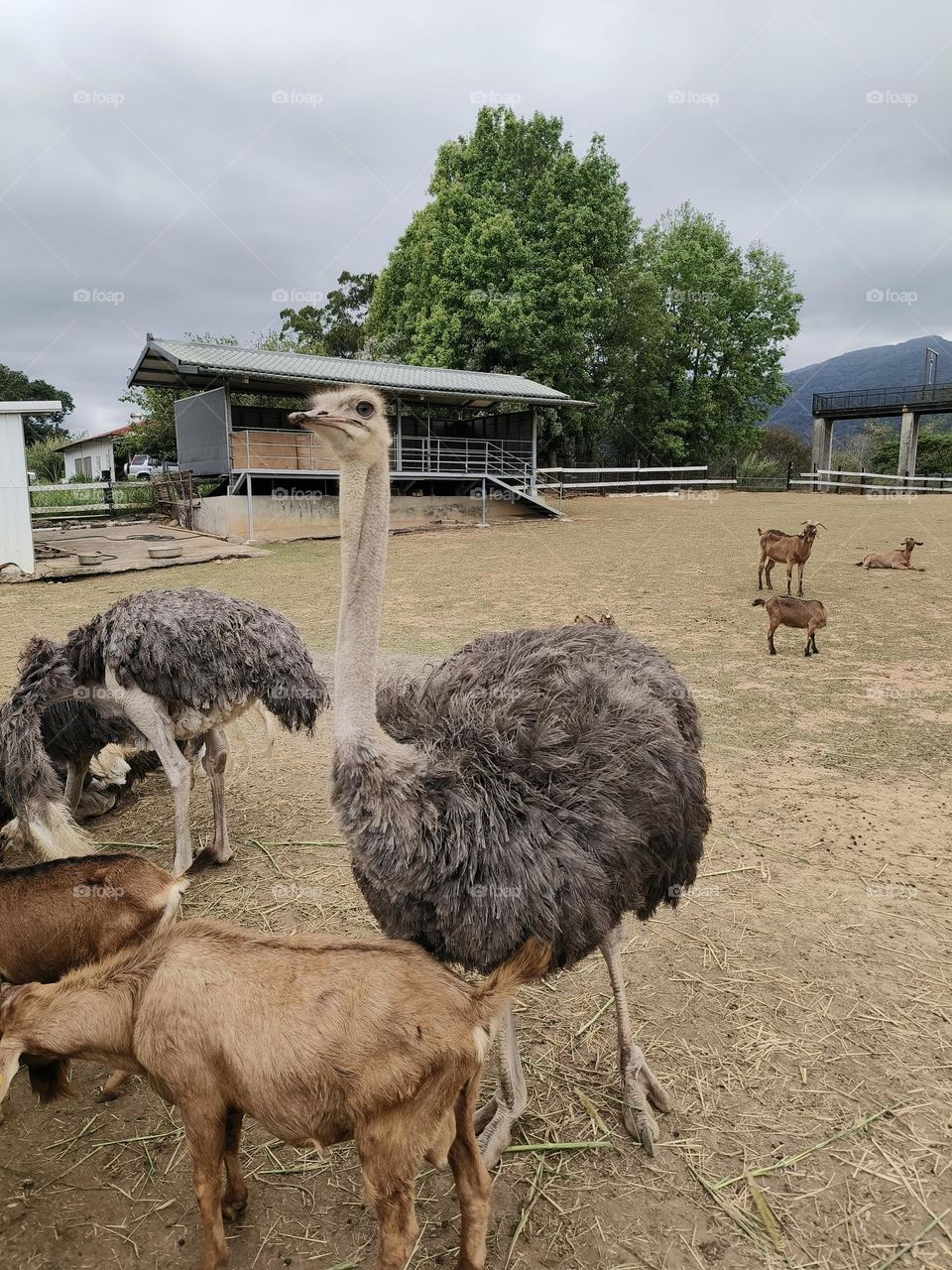 Ostriches in Beinan Township Native Applied Botanical Garden