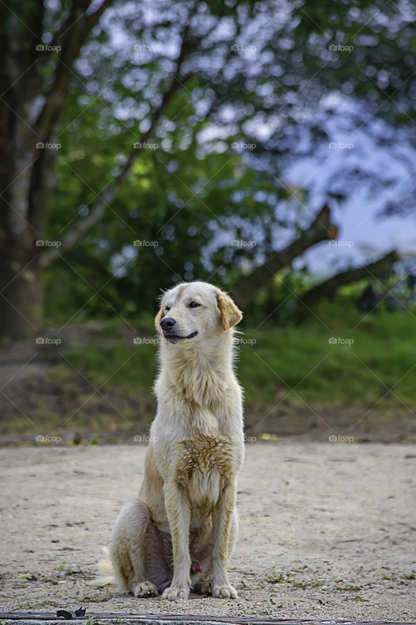 A white dog is sitting on the ground. The background trees.