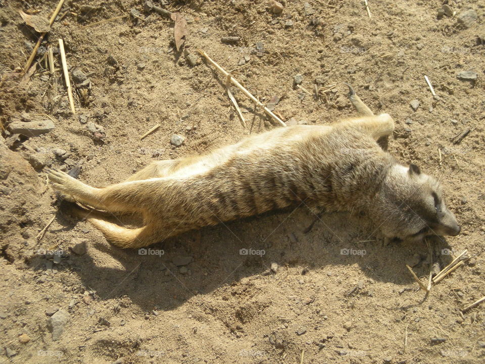 meerkat . playing around in the dirt
