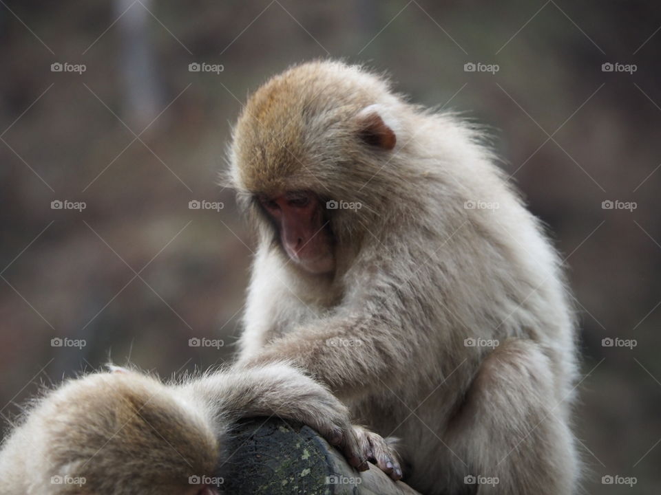 Snow baby monkey