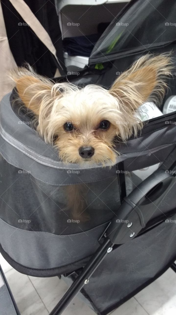 Small Dog in A Cart