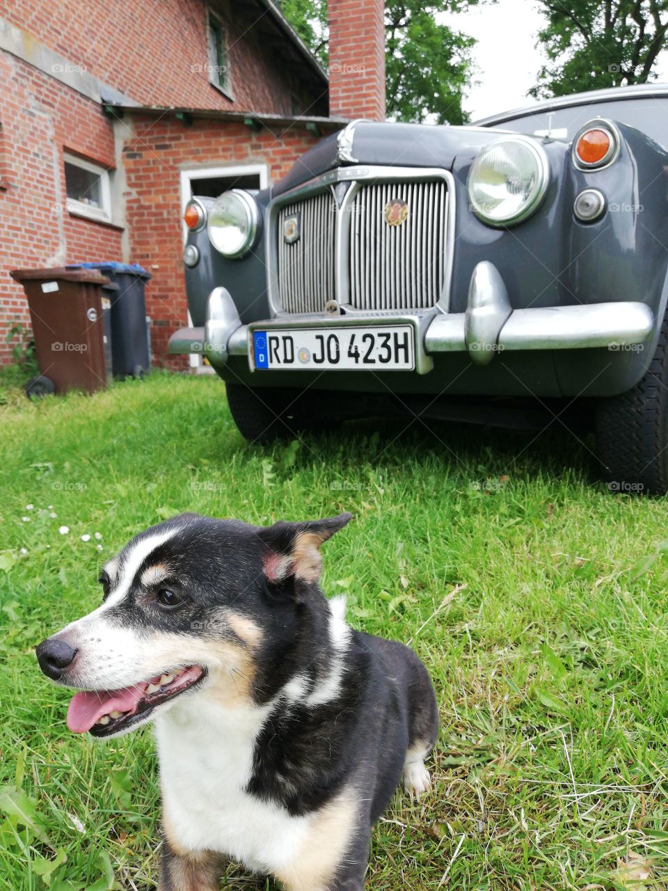 Little black and white dog in front of a Grey oldtimer car