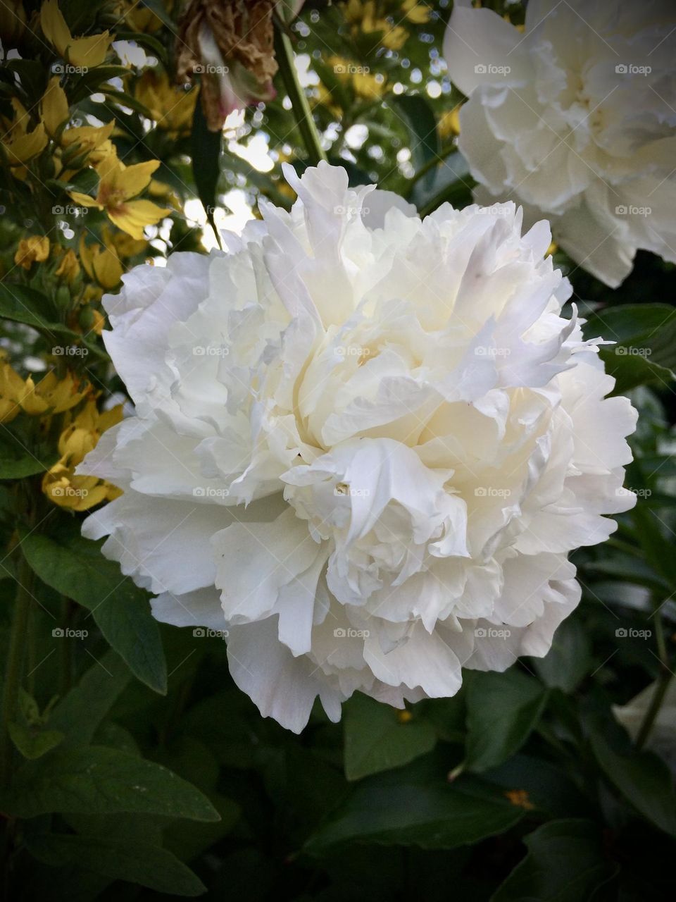 White flower