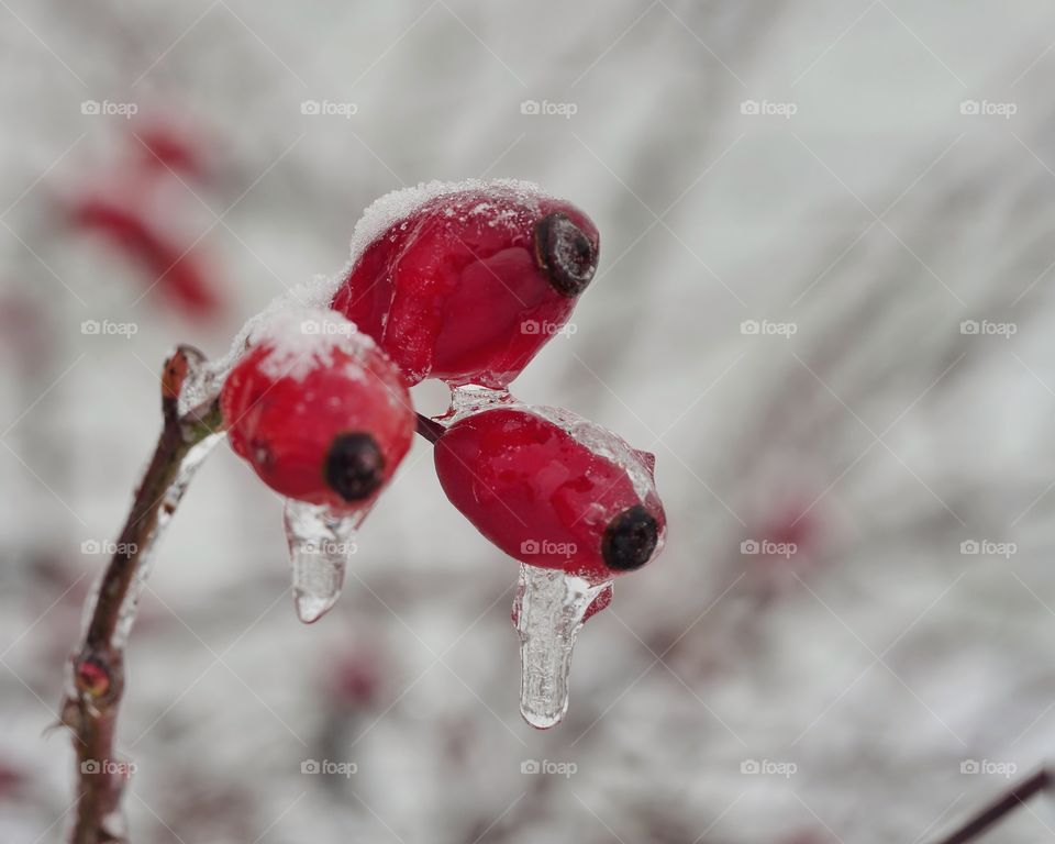 Three frozen rose hips