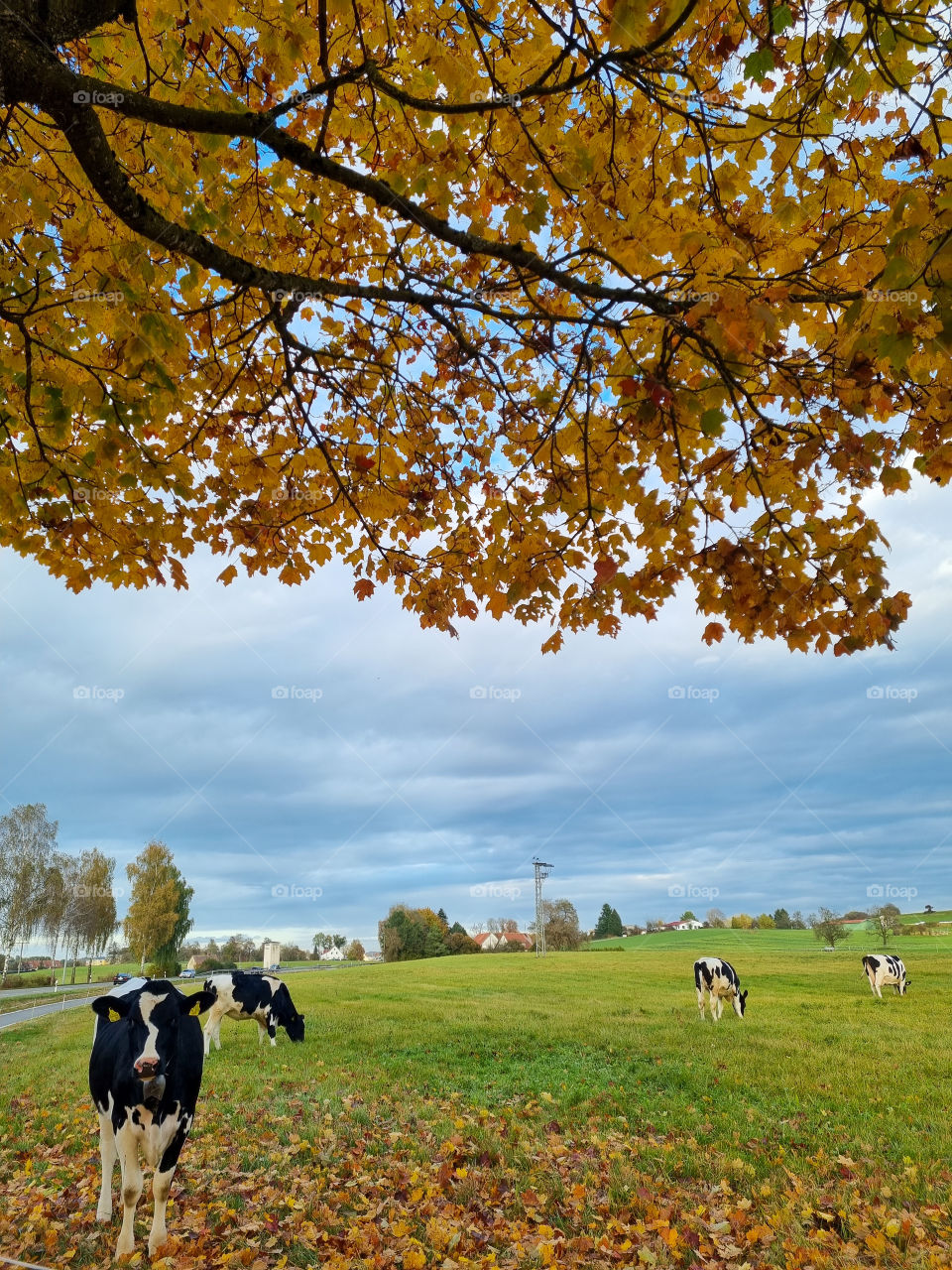 I went outside on a beautiful sunny autumn day and I saw this healthy looking cows eating fresh grass. They got curious about me taking pictures and they came very close to say hi. Photogenic cows.