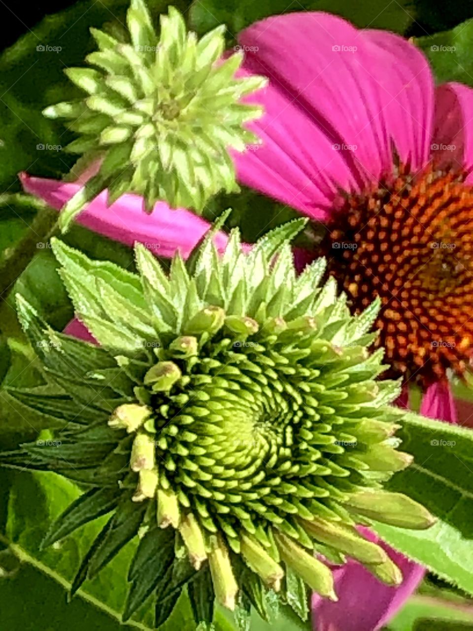Coneflower garden