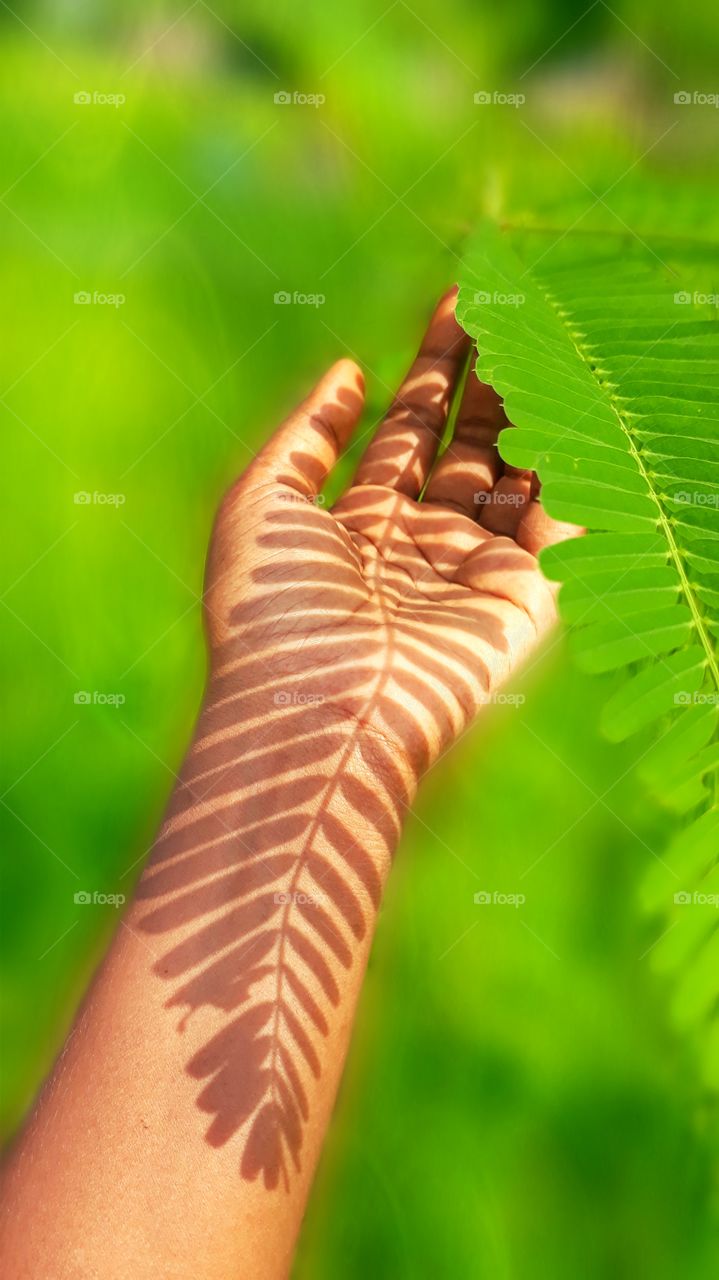 nature pattern,  shadow art