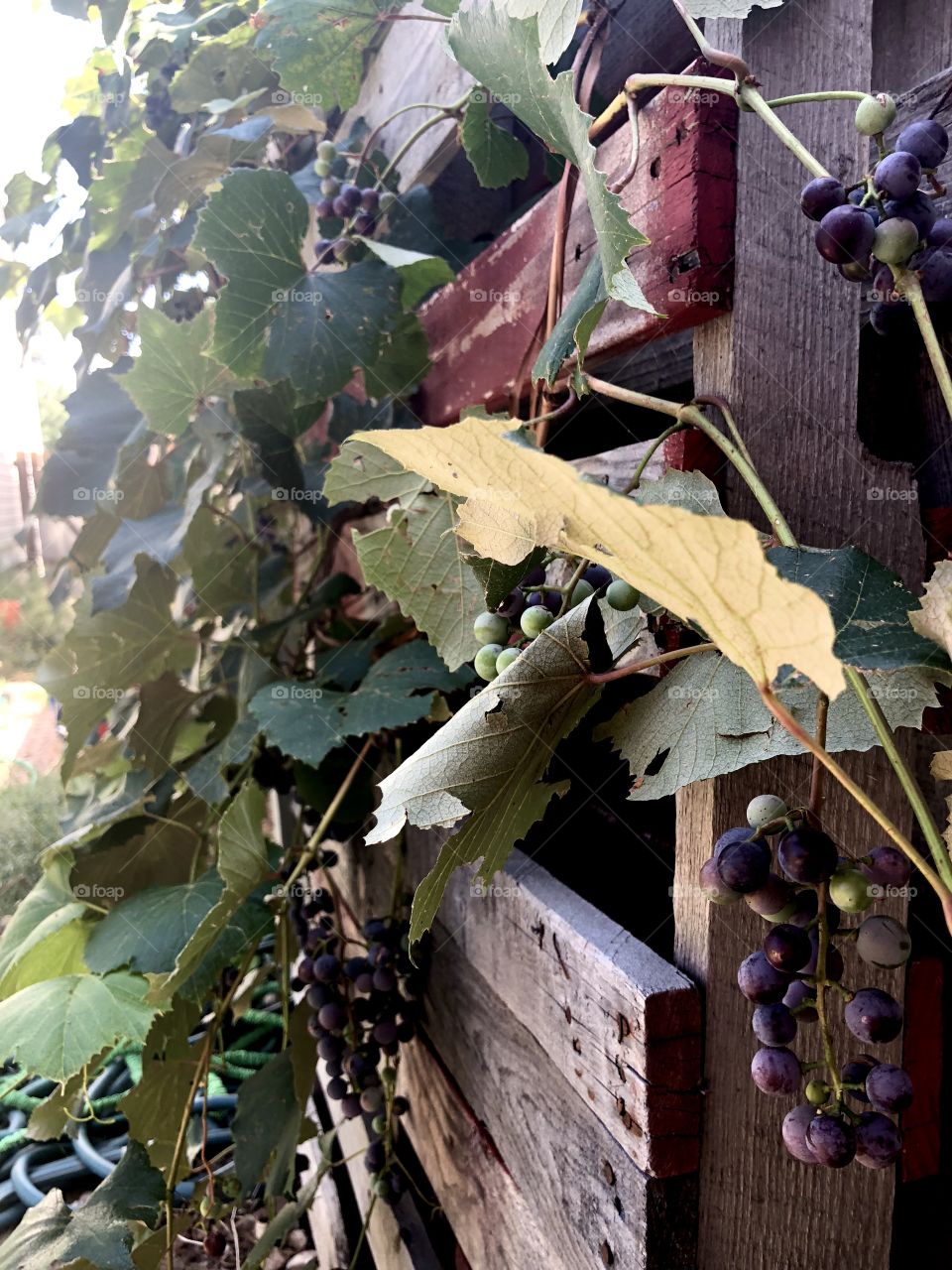 Backyard grapes