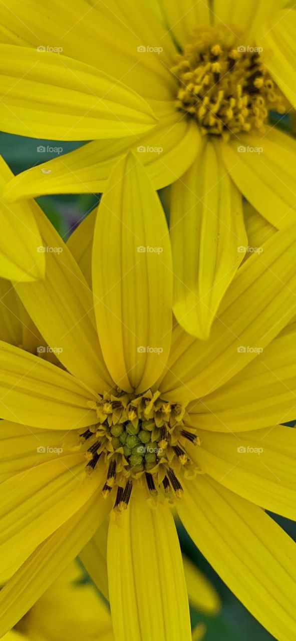 Yellow Flower wallpaper image 