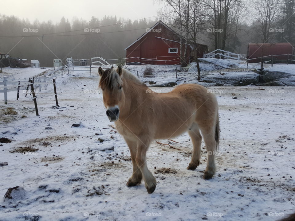 Norwegian Fjord horse