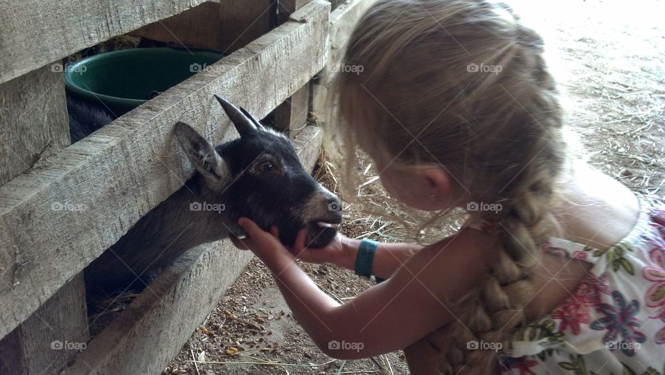 baby goat. fair