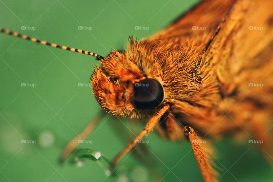 Closeup shot of butterfly