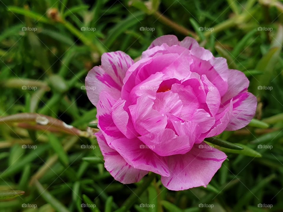 the Portulaca Grandiflora