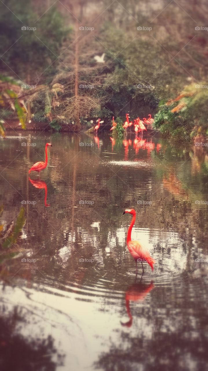 Flamingo Fantasy