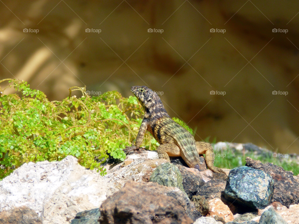 rocks lizard cuba by ijbailey