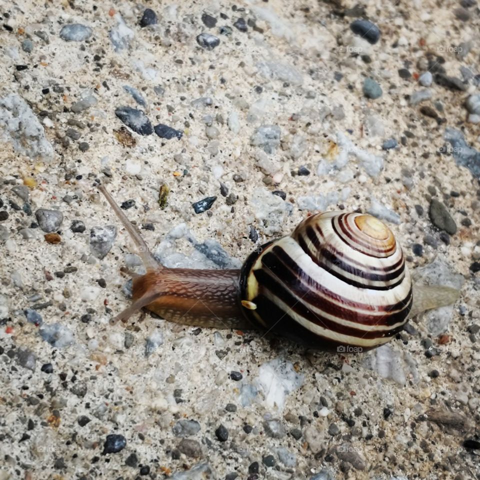 A snail makes its way across the vast and empty sidewalk