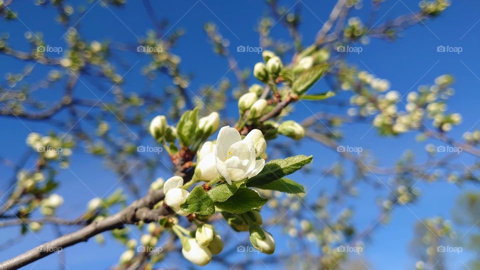 Spring plant 💚🤍 White, green and blue 🤍💚💙 Blooming 🤍💚