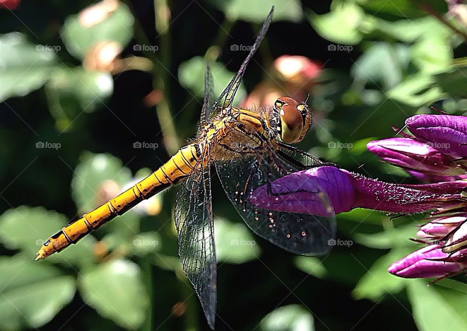 dragonfly ..