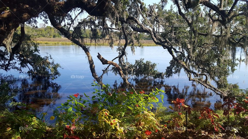 Magnolia plantation near lake