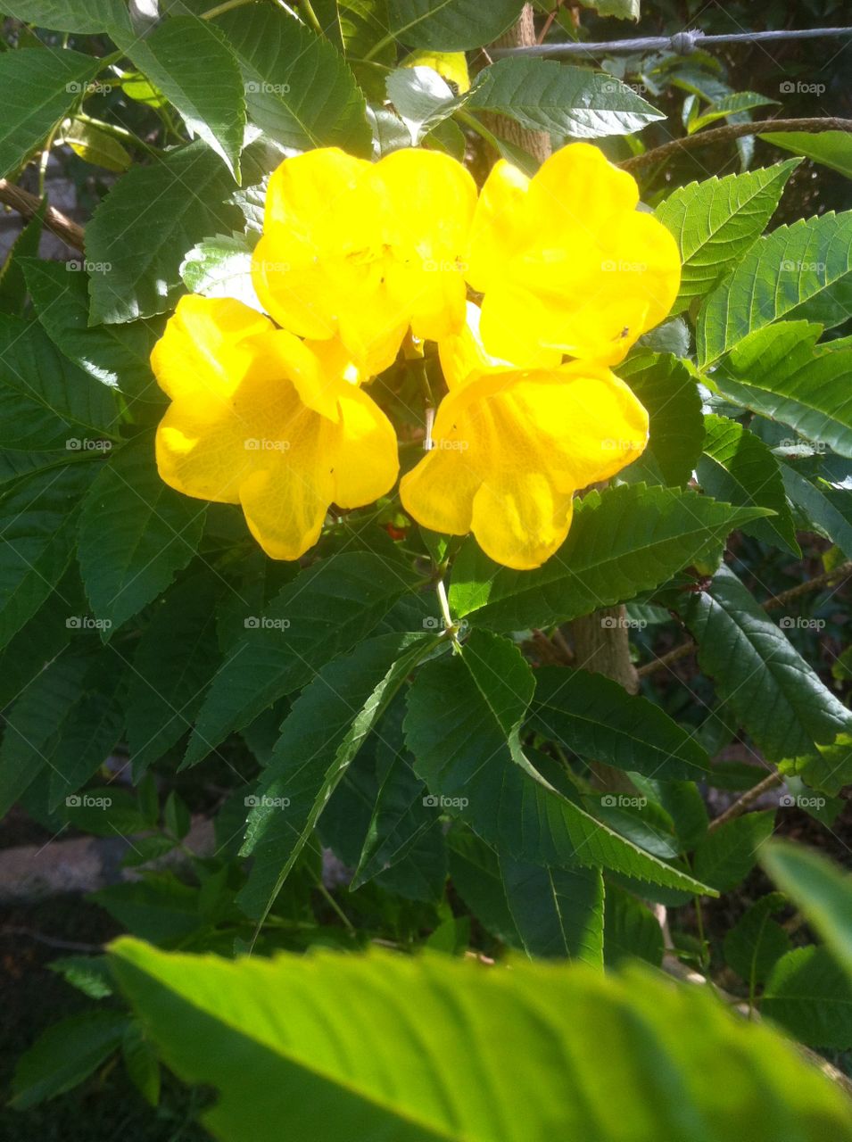 Sun reflection on Yellow Flowers