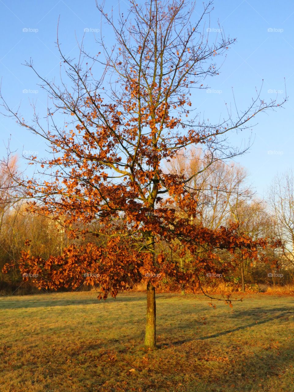Die letzten Blätter am Baum