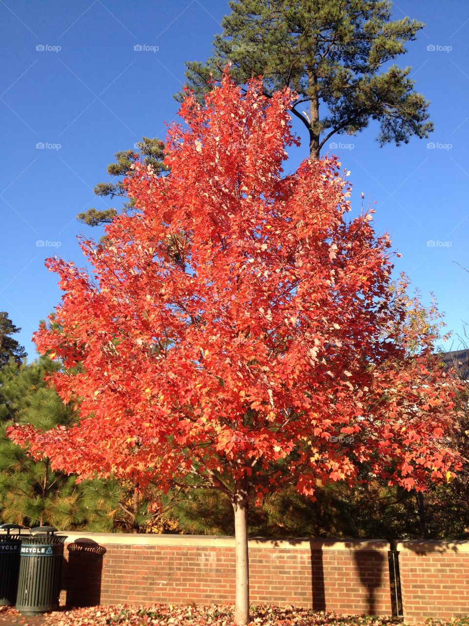 Fall red leaves on tree. Fall read leaves on tree