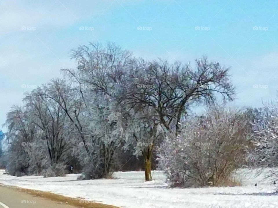 Ice on the trees