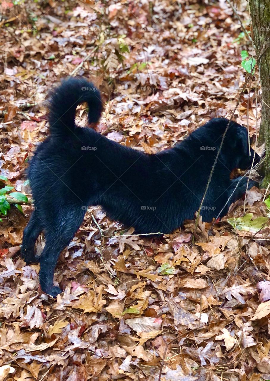 Dog chasing chipmunk 