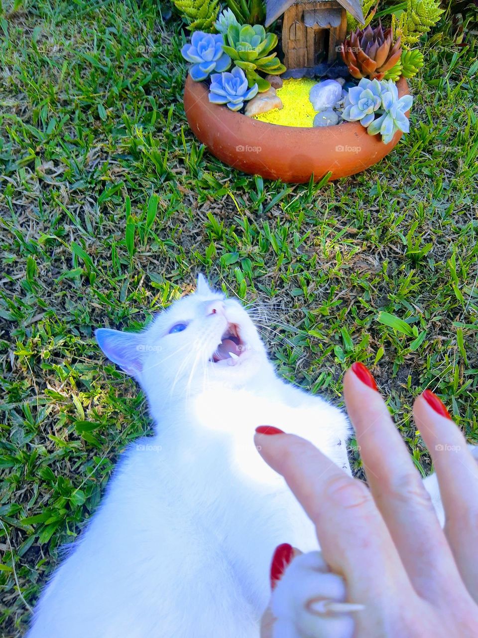 lol cat laughing