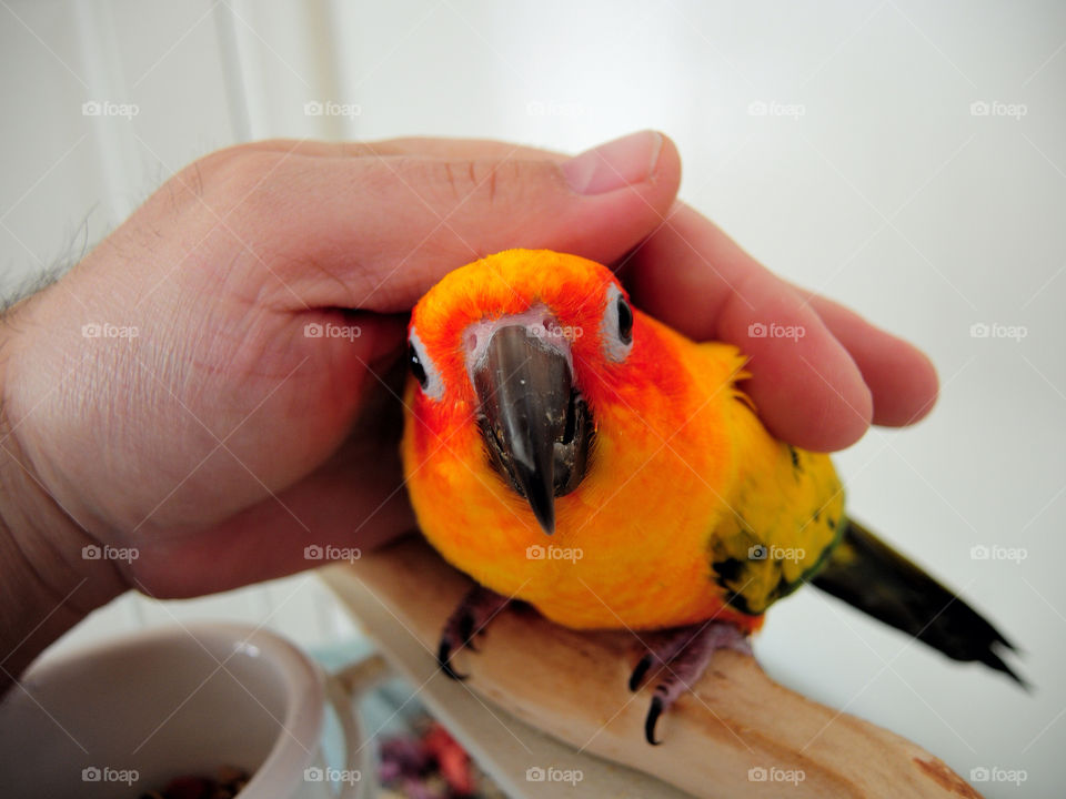 new windsor ny parrot sam sun conure by delvec