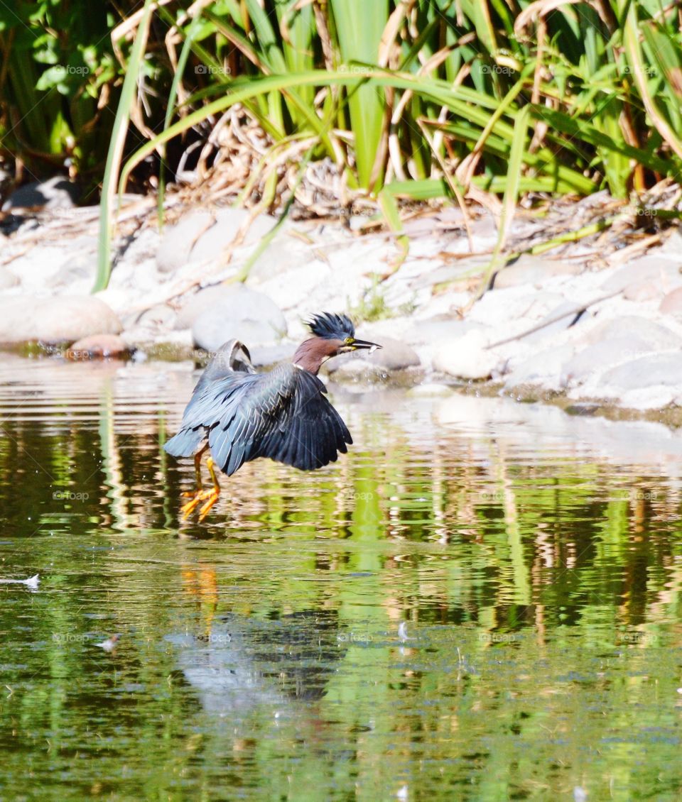 wildlife, blue heron fishing in a duck pond