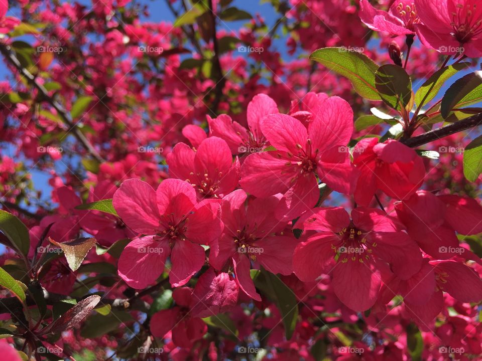 Ornamental pear