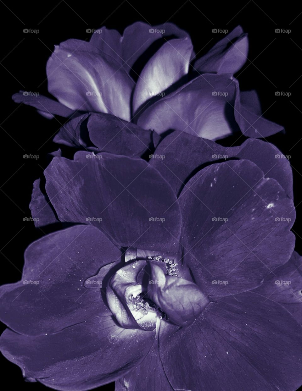 black and purple beauty