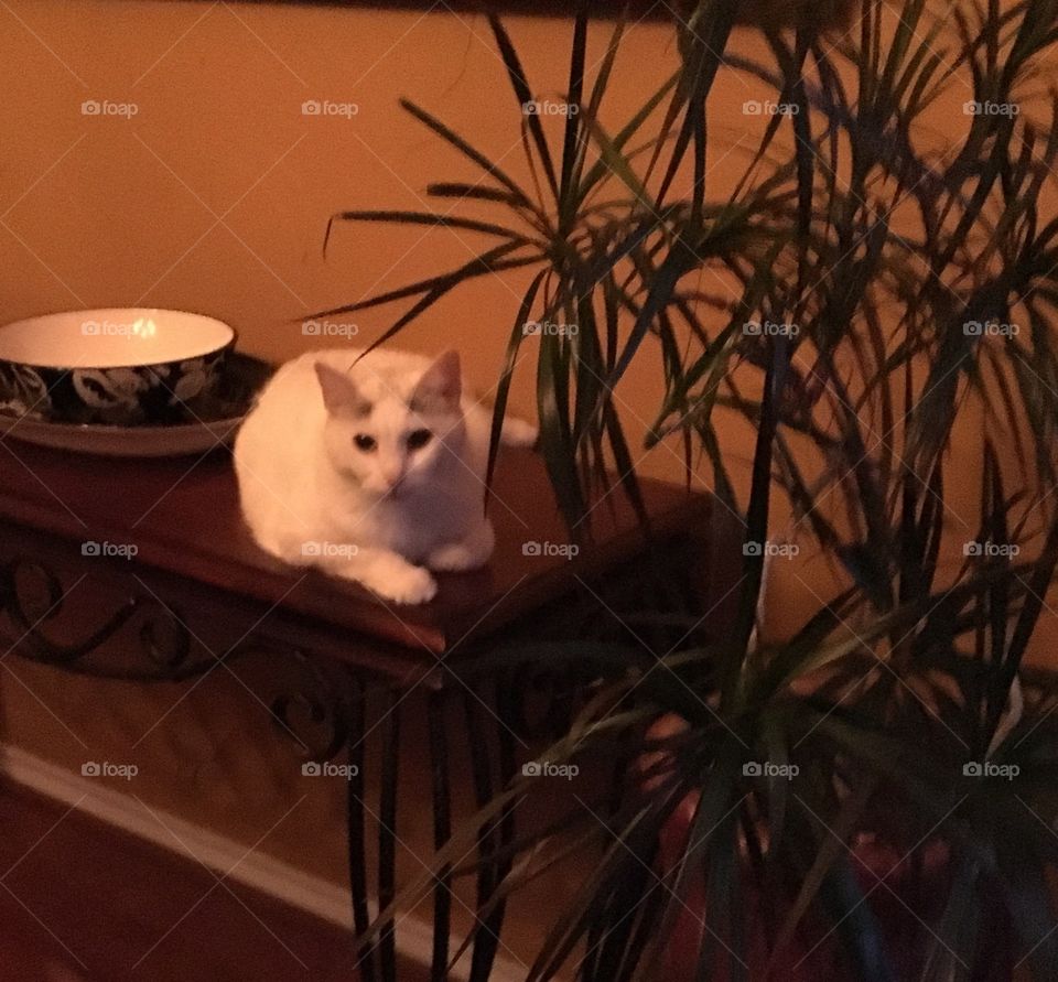 Relaxing among the indoor jungle