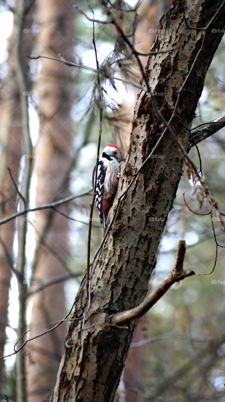 the forest doctor of trees is a mottled woodpecker