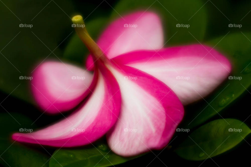 Upside down Pink plumeria frangipani