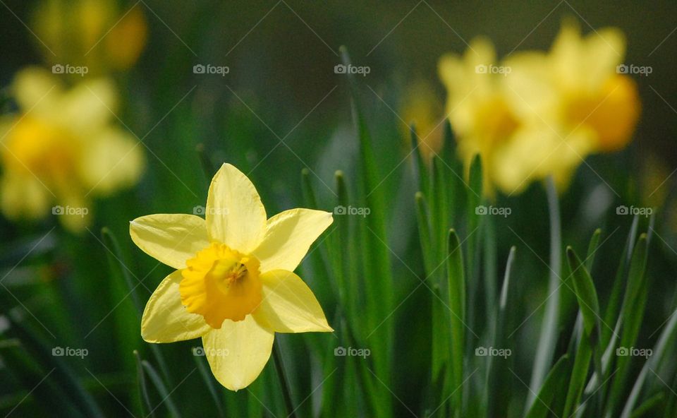 Daffodils forever