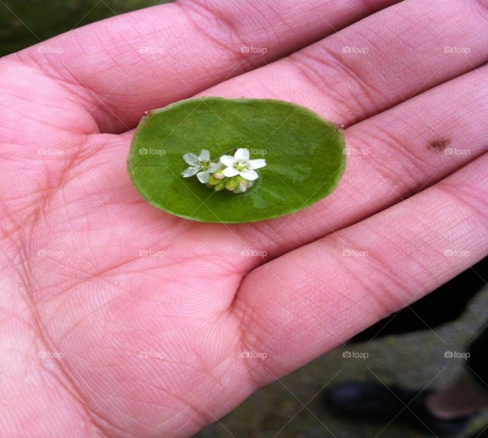 Closeup of Tiny, White Flowers in Palm 